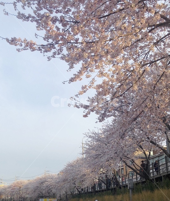벚꽃,봄,분홍색,나무,벚꽃길,봄,계절,spring,season,plant,식물,cherry blossom,flower,꽃,blossom