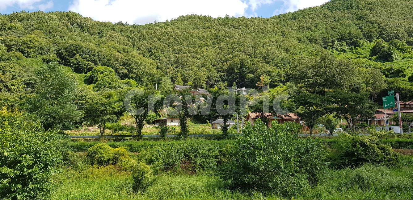 단양,단양군,마을,자연,녹색,자연,풍경,nature,landscape,outdoors,옥외,bush,부시,plant,식물,vegetation,초목