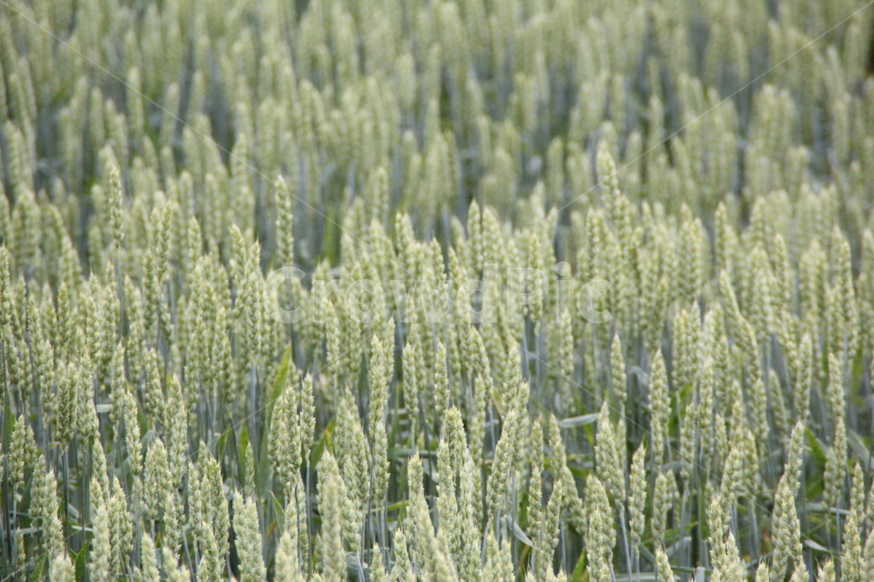 plant,식물,vegetation,초목,grass,잔디,보리,초록,배경,배경화면,식물,자연,plants,nature