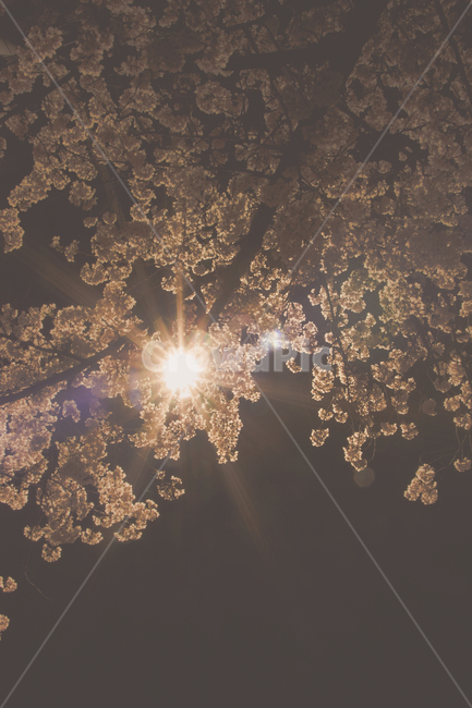 벛꽃,나무,꽃,자연,야경,밤하늘,밤,저녁,가로등,감성,봄,계절,spring,season,야경,밤,풍경,nightscape,night,landscape,light,빛,flare,플레어