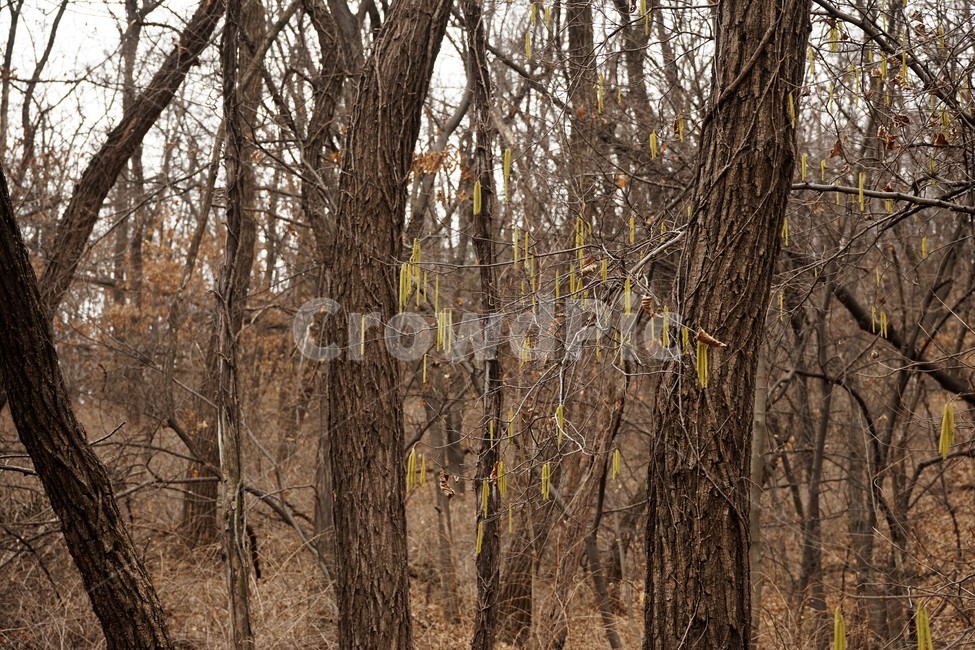 나무,자연,식물,초봄,낙엽,나무가지,landscape,nature,trees,desolation,solitary,fallenleaves,brown,branches,개암나무,꽃,자연,풍경,nature,landscape,텍스처,질감,패턴,texture,pattern,tree,tree trunk,나무 줄기,plant