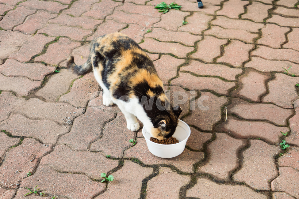 고양이,캣,냥냥이,길고양이,삼색이,치즈냥,냥,cat,동물,동물,animal,포유류,mammal,고양이,cat,kitten,kitty