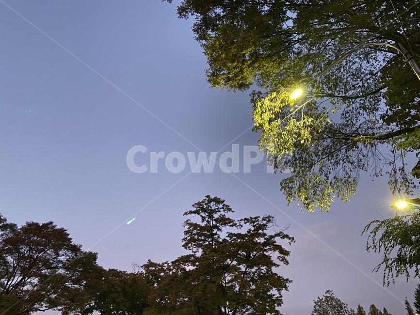 tree,나무,plant,식물,flare,플레어,light,빛,조명,자연,야경,밤,풍경,nightscape,night,landscape