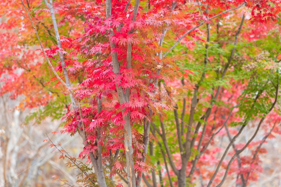 가을,단풍,가로수길,자연,풍경,가을,계절,fall,autumn,season,식물,자연,plants,nature,나무,trees,wood,tree,plant,leaf,잎,maple