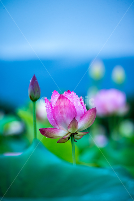 연꽃,lotus,여름꽃,flower,식물,plants,꽃