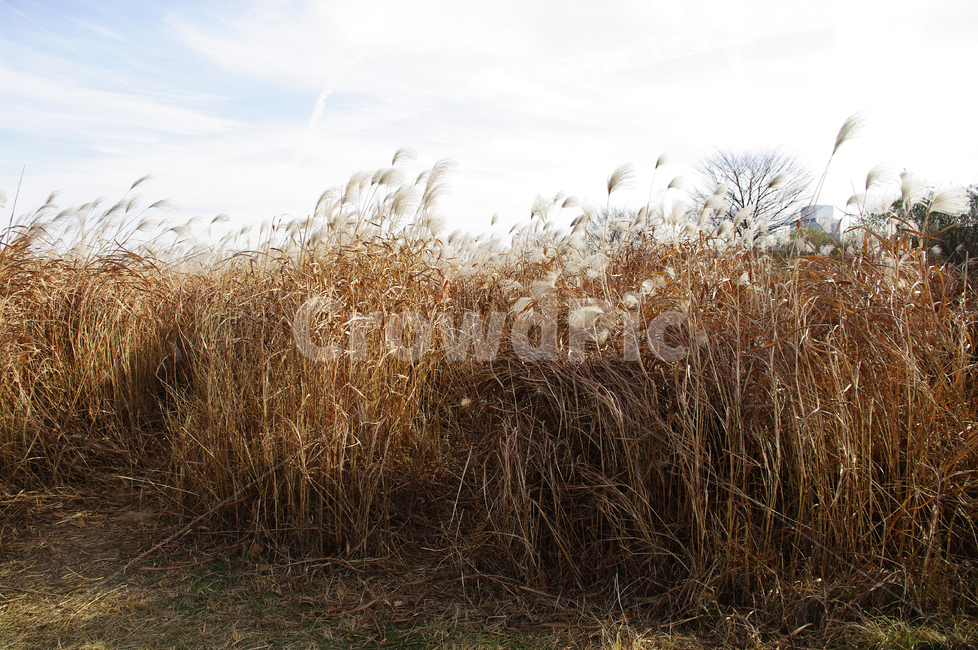 억새,자연,nature,식물,plant,하늘,구름,자연,풍경,nature,landscape,식물,plants,grass,잔디,lawn,reed,갈대