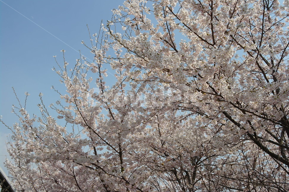 벚꽃,꽃,봄,하늘,자연,봄,계절,spring,season,식물,자연,plants,nature,꽃,flower,plant,blossom,cherry blossom