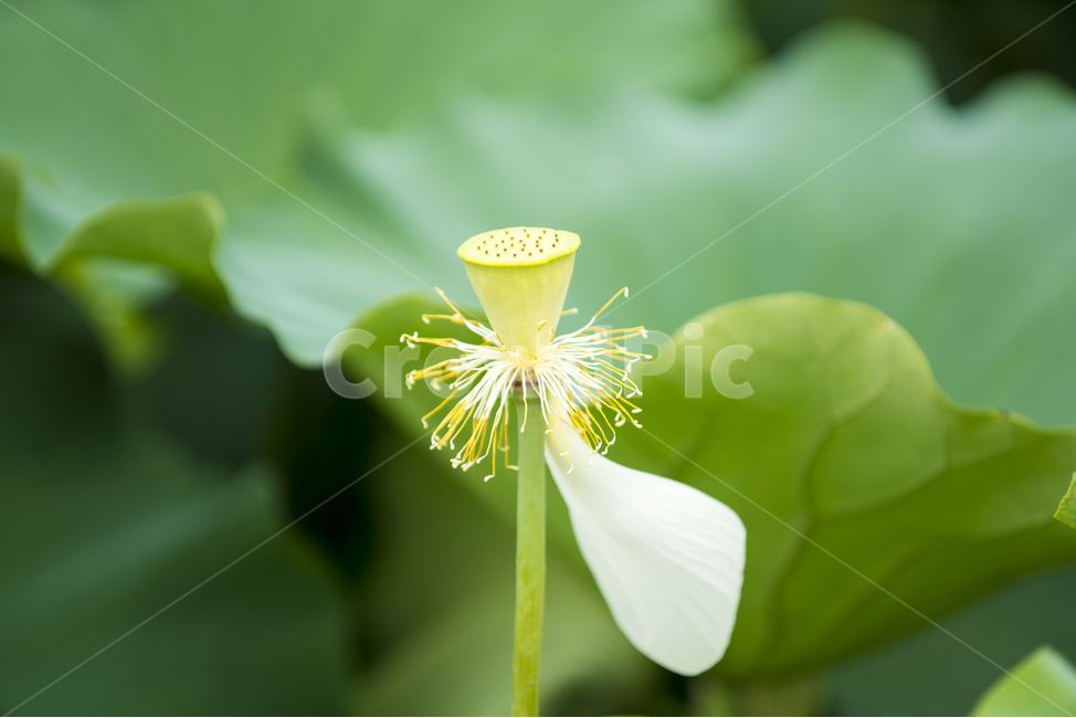 연꽃,여름,매크로,lotus,연꽃잎,식물,자연,plants,nature,꽃,flower