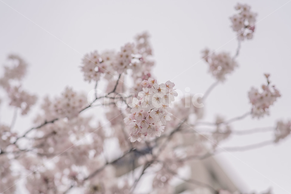 꽃,봄,봄꽃,벚꽃,벚꽃나무,꽃나무,봄,계절,spring,season,식물,자연,plants,nature,꽃,flower,plant,blossom