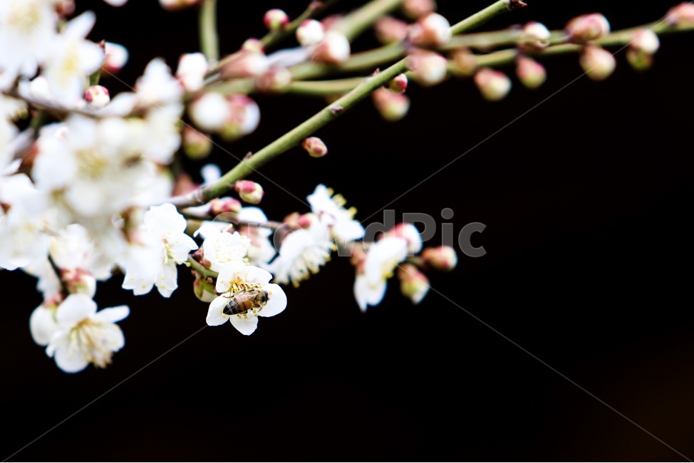 봄,매화,벌,꽃,계절,봄,계절,spring,season,식물,자연,plants,nature,꽃,flower,동물,animal,곤충,벌레,insect,bug,plant,blossom