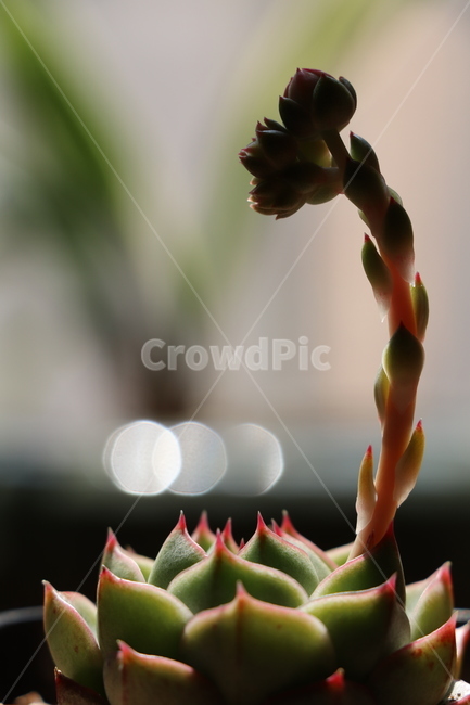 다육이,plant,식물,파비올라,다육