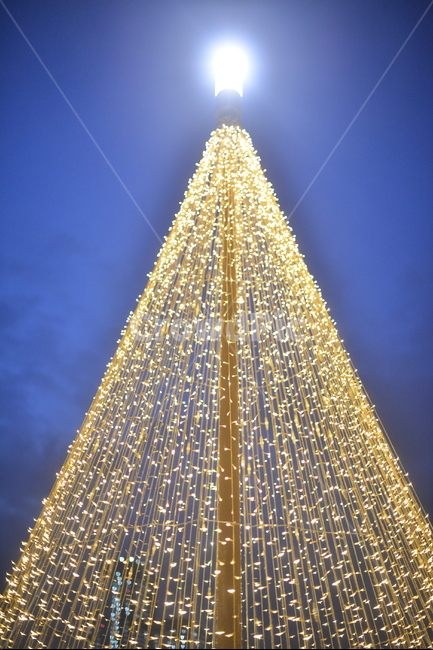 등불,트리,불빛,장식,야경,메리크리스마스,성탄절,merry christmas