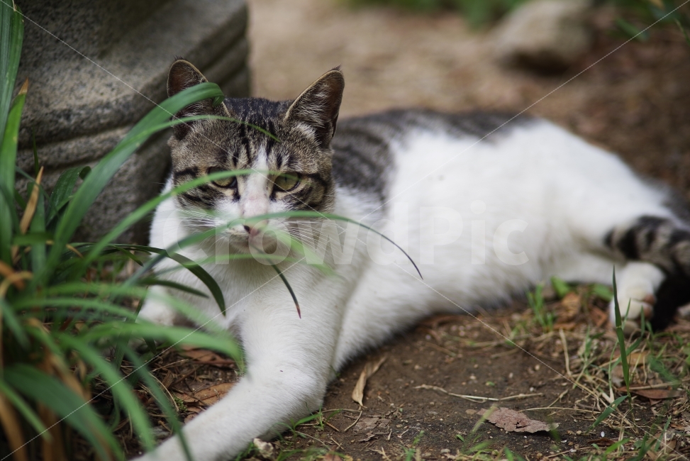	고양이,길고양이,길냥이,애완동물,반려동물,생명,자연,야생,야생동물,야생고양이,미묘,미냥,cat,kitty,kitten,cute,lovely,adorable,pet,animal,street,streetcat,stray,straycat,wild,wildlife,wildcat,wildanimal,nature,natural,beauty,beautiful,동물,animal,포유류,mammal,고양이,cat,kitten,kitty