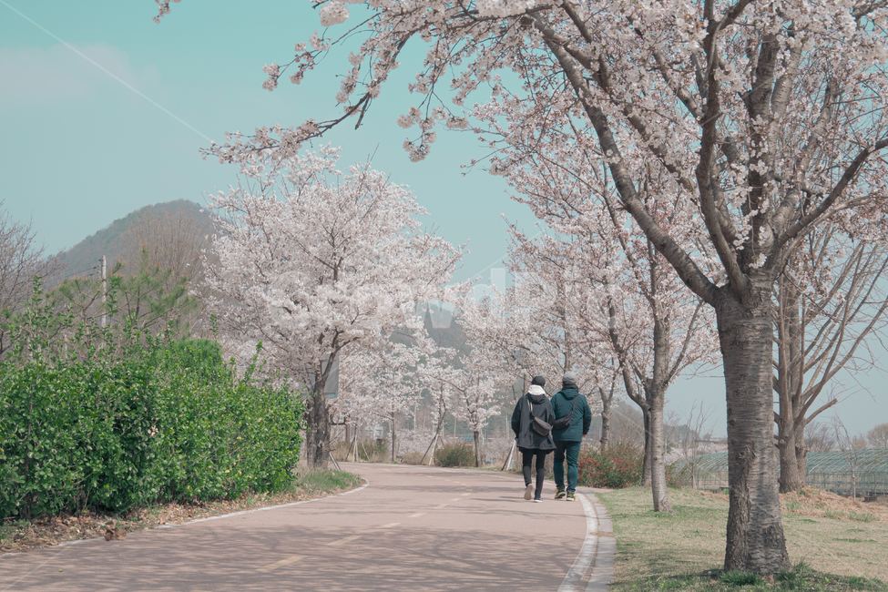 벚꽃,봄꽃,벚꽃나무,cherryblossom,길,풍경,계절,봄,human,person,사람,인간,plant,식물,nature,spring,season,blossom