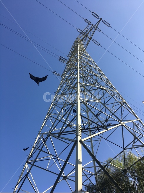 cable,케이블,powerlines,전력선,electrictransmissiontower,송전탑,까마귀,crow,동물,animal,조류,새,birds,에너지산업,energy industry