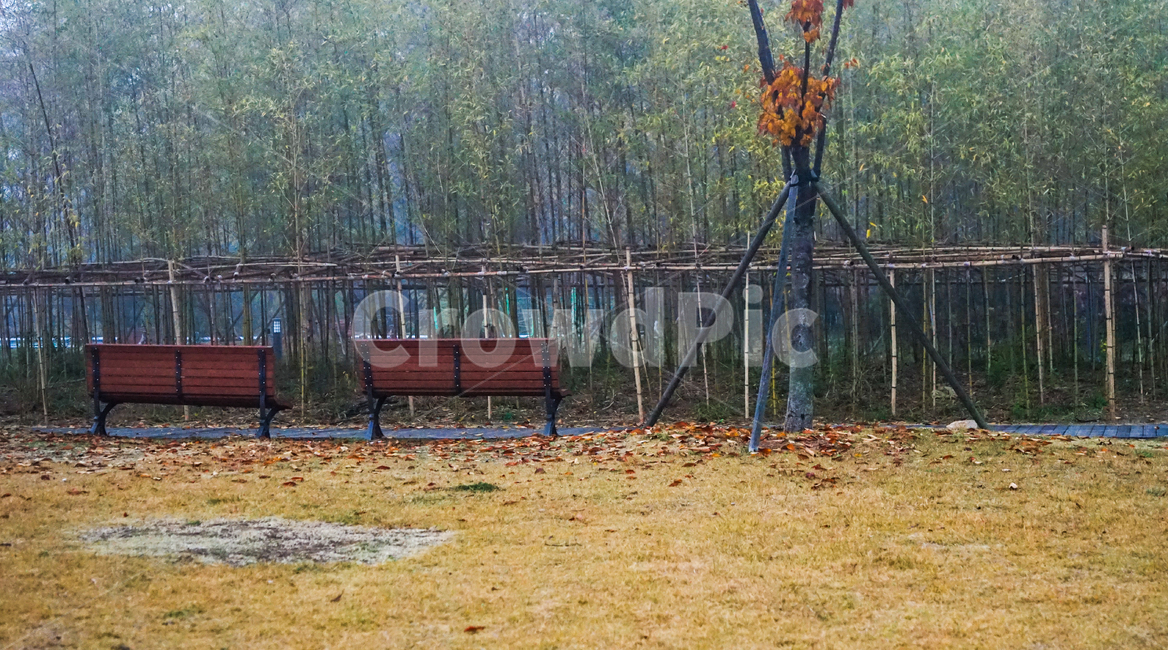 의자,벤치,공원,대나무,잔디,나무,단풍,가을,계절,fall,autumn,season,자연,풍경,nature,landscape,bench,furniture,가구