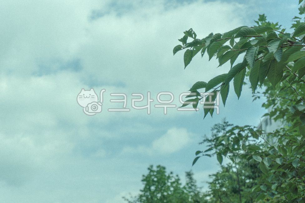 하늘,구름,흐린날,빈티지,나뭇잎,나무,자연,감성,풀잎,초록,색감,계절