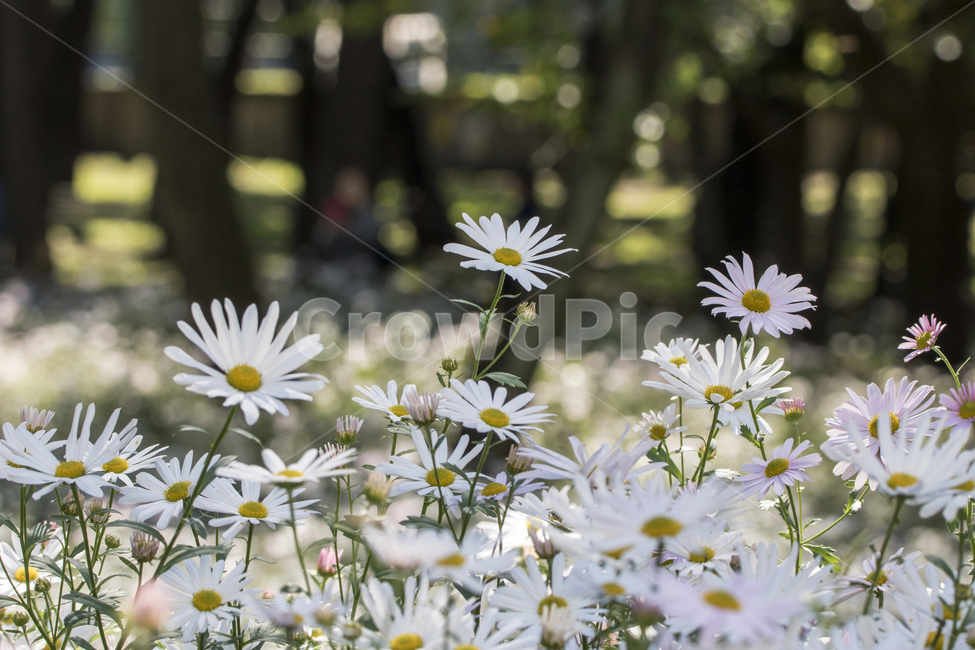 국화,구절초,꽃,꽃밭,식물,자연,가을,식물,자연,plants,nature,꽃,flower
