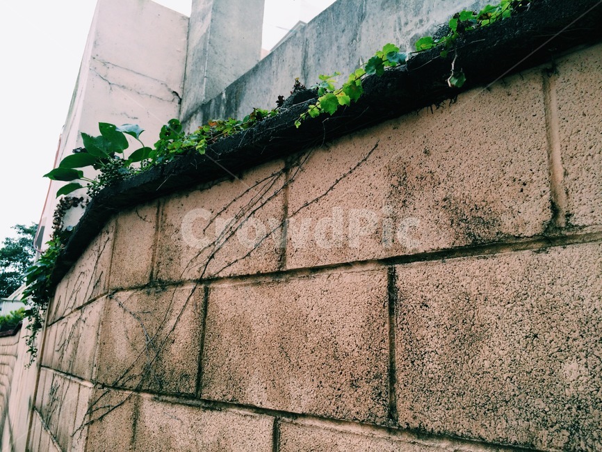 담벼락,담,벽돌,길,돌담,담쟁이덩쿨,빈티지,감성
