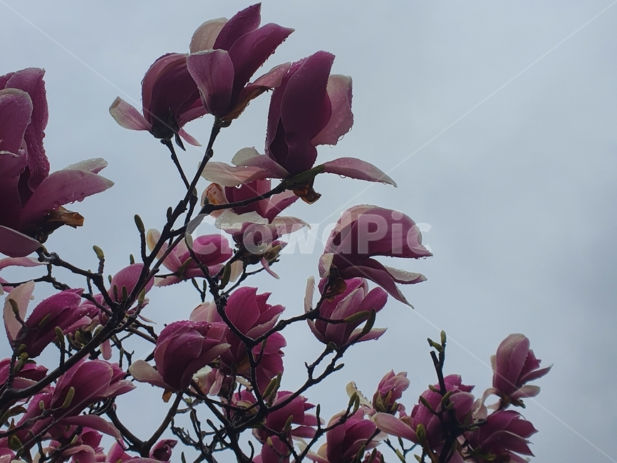 식물,plant,잎,leaf,목련,꽃,봄