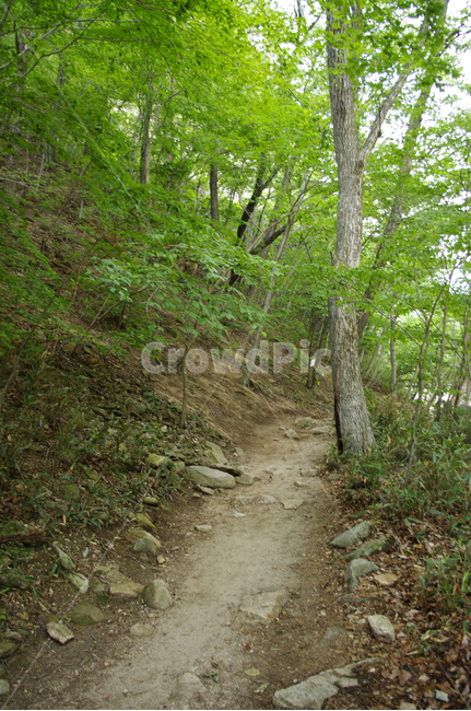 길,나무,숲,식물,초록,자연,풍경,nature,landscape,ground,바닥,gravel,자갈,dirt road,흙길,road,도로