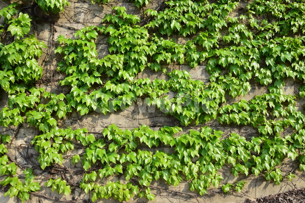 담쟁이덩쿨,담쟁이,담벼락,식물,배경,자연,nature,plant,background,백그라운드,자연이미지,자연배경,바탕,넝쿨,잎사귀,담쟁이덩굴,넝쿨식물