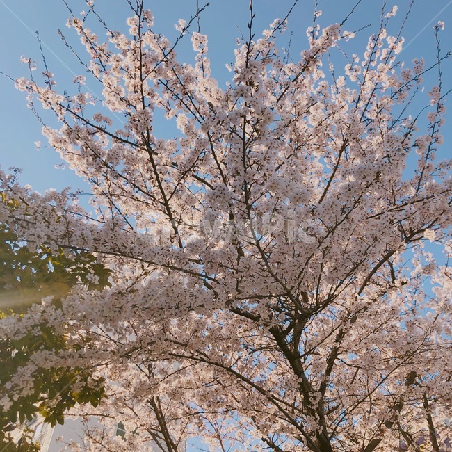 봄,벚꽃,따스함,식물,풍경,봄,계절,spring,season,plant,flower,꽃,blossom