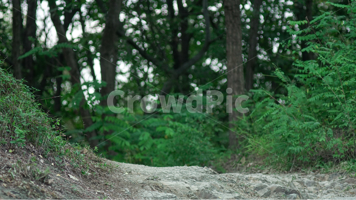 산,숲길,오솔길,녹색,여름,나무,숲,풀,mountain,road,green,forest,summer,자연,풍경,nature,landscape