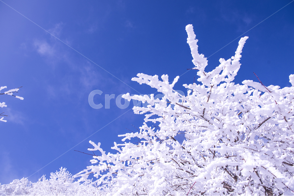 겨울,겨울산행,눈꽃,눈,snow,snowflower,태백산,하늘,나무,겨울나무,겨울,계절,winter,season,자연,풍경,nature,landscape,outdoors,옥외,frost,서리
