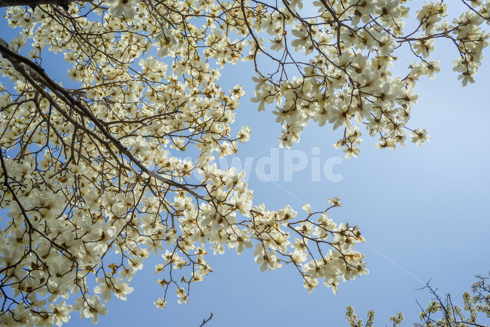 꽃,목련,나무,식물,자연,풍경,하늘,봄,계절,spring,season,plant,blossom,cherry blossom,벚꽃,flower