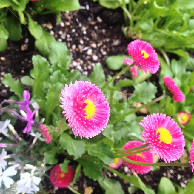 잉글리쉬데이지,데이지,잉글리시데이지,Daisy,EnglishDaisy,국화과,여러해살이풀,희망,평화,벨데스,식용,화단용,분홍꽃,꽃,식물,Flower,식물,자연,plants,nature,꽃,flower