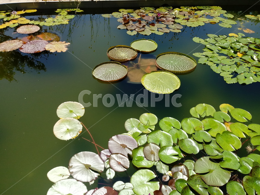 수련,다년생초본식물,수생식물,이판화,쌍자엽식물,자우련,waterlily
