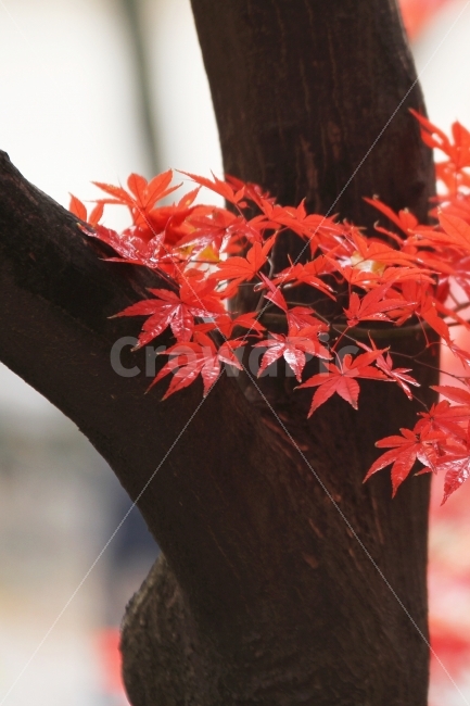 가을사진,단풍나무,단풍잎,감성사진,가을,가을,계절,fall,autumn,season,식물,자연,plants,nature,나무,trees,wood,감성,sensible,feeling,leaf,잎,plant,tree