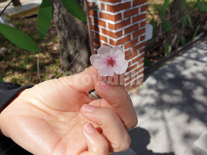 plant,식물,꽃,벗꽃,꽃잎,손,손가락,길,잡다,가지다,봄,봄꽃,벗꽃나무,잎,분홍색,분홍색꽃