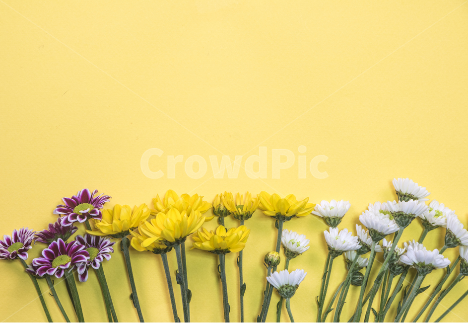 국화,꽃,식물,꽃잎,배경,백그라운드,다울,식물,자연,plants,nature,꽃,flower