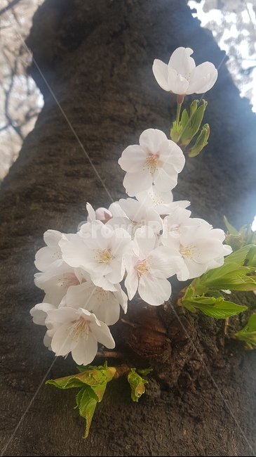 벗꽃,봄,자연,봄꽃,꽃,식물,나무