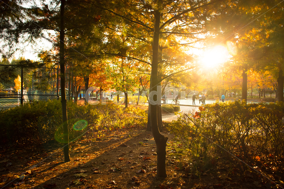 가을,단풍,은행,은행나무,가을공원,햇빛,햇살,sunlight,공원,공원풍경,자연,nature,풍경,도심풍경,autumn,fall,landscape,보라매공원,한국공원,한국공원풍경,korea,가로수,park,나무,tree,가을,계절,fall,autumn,season,자연,풍경,nature,landscape,사람들,대중,군중,other people,crowd,light,빛,flare,플레어