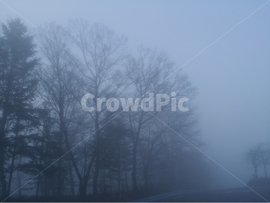 새벽,안개,새벽안개,참나무,사진,겨울,계절,winter,season,자연,풍경,nature,landscape,식물,plants,나무,trees,wood,weather,날씨,outdoors,옥외