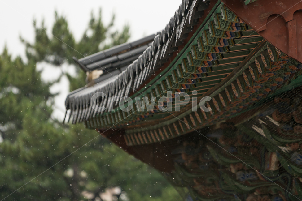 전통,가옥,전통가옥,기와,빗방울,빗줄기,비,한국전통,한국문화,korean traditional,korean culture,비,비오는날,rain,rainy,건축물,건물외관,exterior,building,structure,architecture,construction
