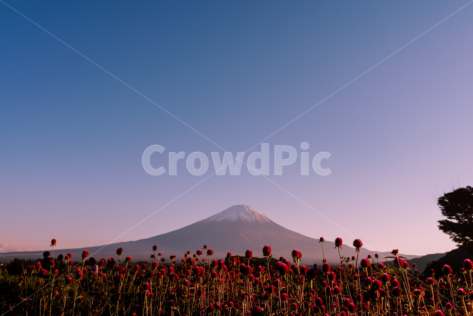후지산,산,fuji,꽃,만년설,mountain,flower,japan,mtfuji,mountfuji,자연,풍경,자연풍경,해외,해외풍경,노을,후지,nature,outdoors,옥외