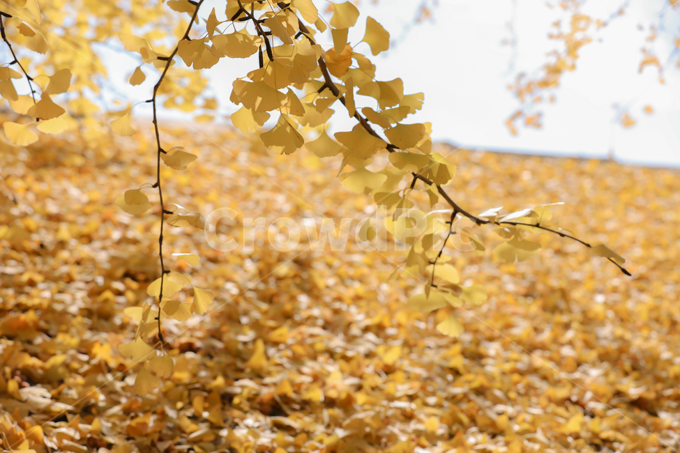 leaf,잎,plant,식물,tree,나무,은행나무,ginkgo,낙옆,나뭇잎,노랑노랑,가을,가을,계절,fall,autumn,season,자연,풍경,nature,landscape