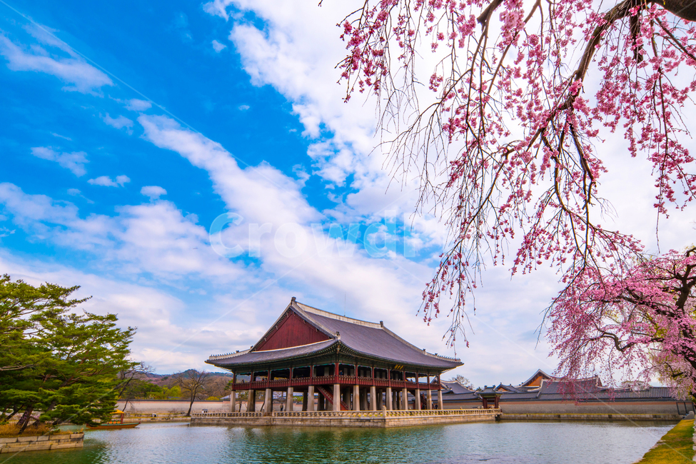 고궁,경복궁,연못,벚꽃,봄,꽃,아름다움,수양벚꽃,경회루,서울,봄,계절,spring,season,한국전통,한국문화,korean traditional,korean culture,랜드마크,landmark,tourist attraction,한국랜드마크,한국관광지,한국명소,korea landmark,korea tourist attraction,건축물,건물외관,exterior,building,structure,architecture,construction,건물