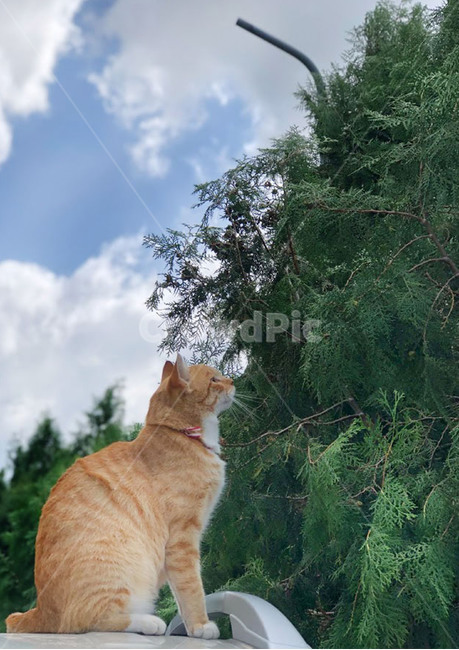 고양이,cat,나무,풍경,자연,야옹이,야옹,하늘,구름,치즈