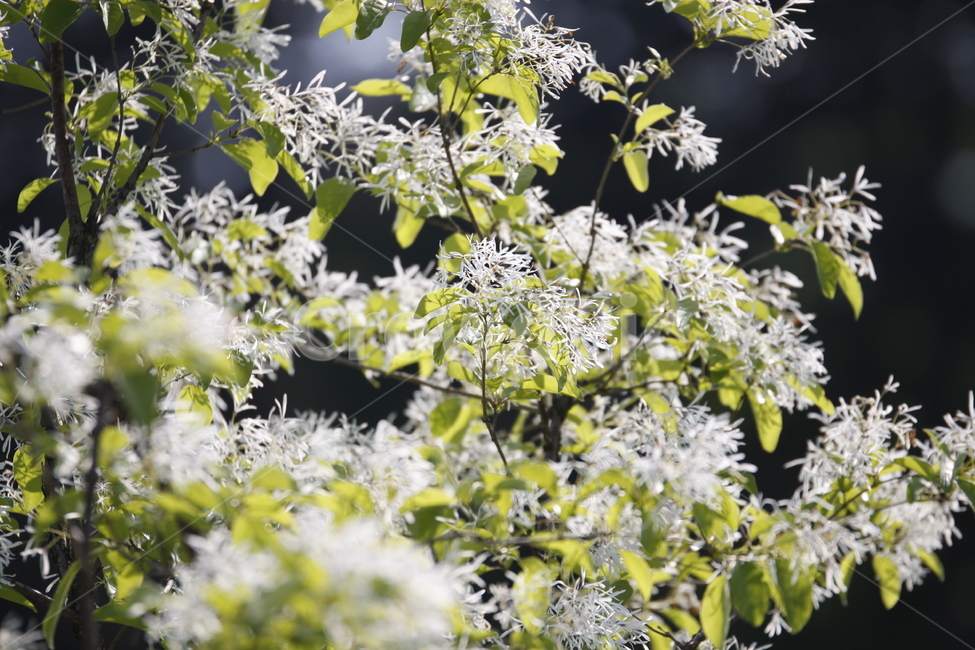 봄날,공원,유원지,남이섬,spring,flower,봄꽃,축제,화려한,아름다운,우아한,garden,꽃축제,식물,계절,예쁜,꽃,정원,화단