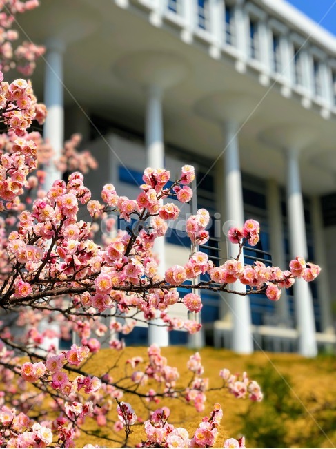 매화,꽃,홍매화,봄,전남대학교,flower