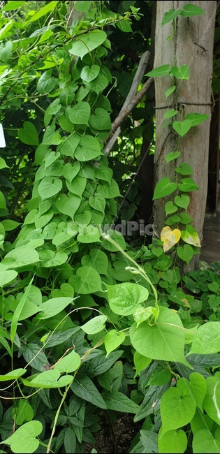 담쟁이,봄,식물,푸른,담,식물,자연,plants,nature