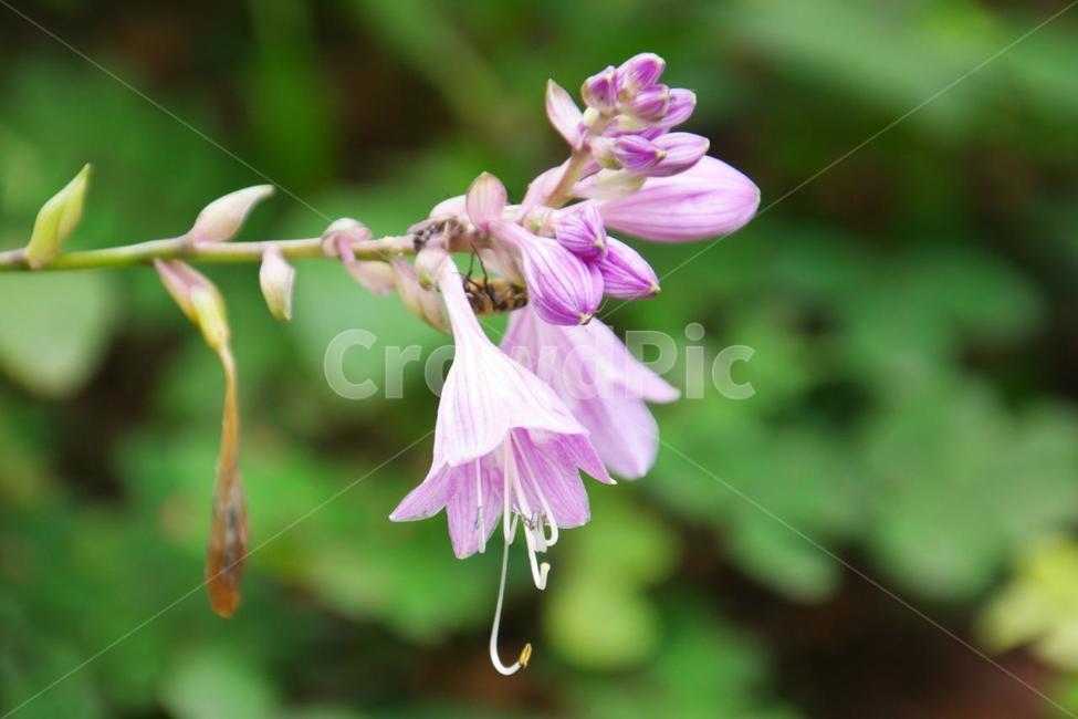 식물,꽃,여름,야생화,보라색,식물,자연,plants,nature,꽃,flower