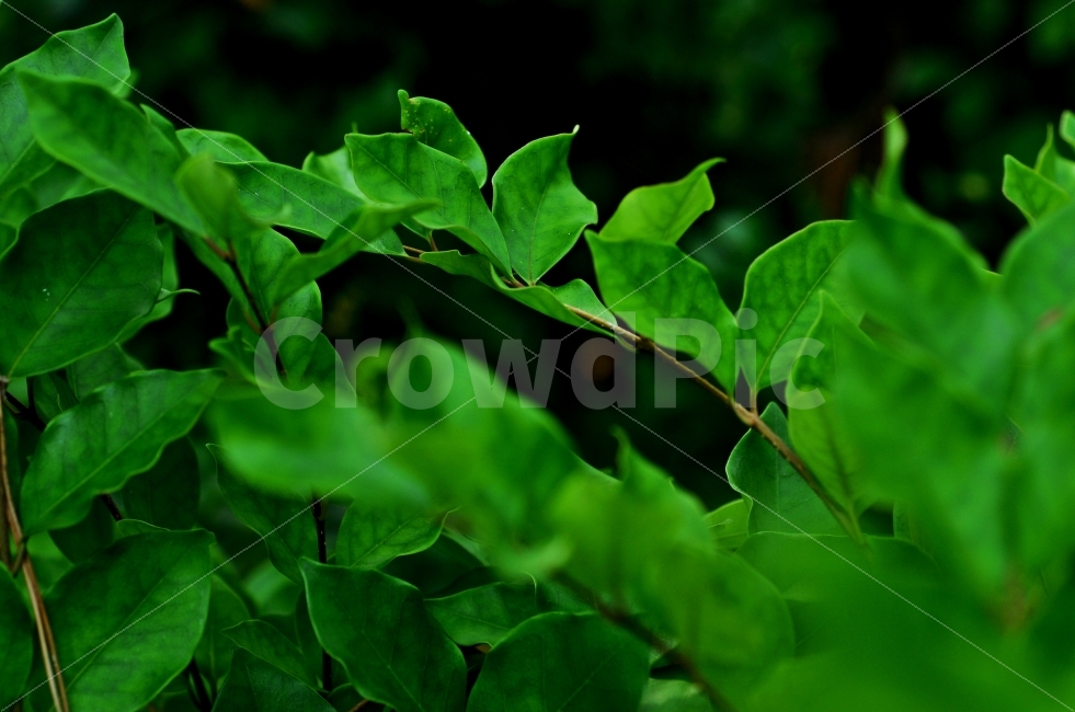 자연,식물,잎,초록색,아웃포커스,nature,outfocus,green,식물,자연,plants,nature