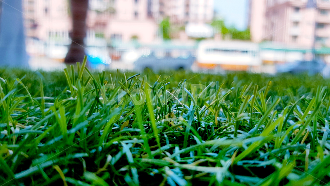 잔디,풀밭,여름,초록색,잔디밭,클로즈업,초점,촛점,식물,자연,plants,nature