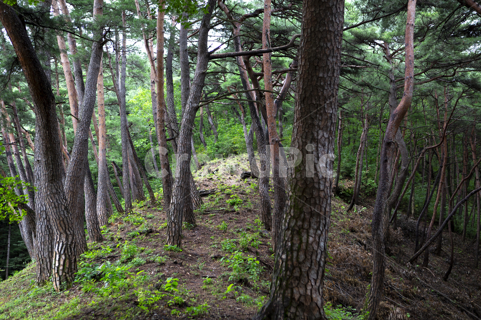 소나무,등산,산,금강송,솔잎,자연,풍경,nature,landscape,식물,plants,나무,trees,wood,tree,tree trunk,나무 줄기,plant,ground,바닥